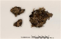 藏品(亞變梅衣)的圖片